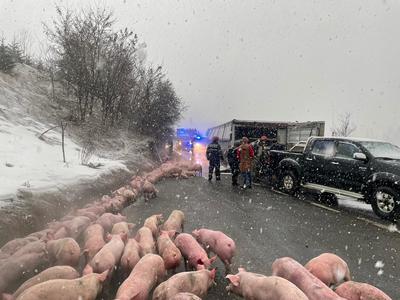 Camion cu 600 de porci, răsturnat în judeţul Bistriţa-Năsăud / Un bărbat a fost rănit, fiind transportat la spital - FOTO / VIDEO