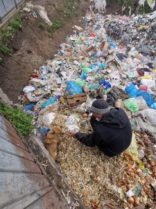 Galaţi: Zeci de câini fără stăpân, prinşi şi aruncaţi într-o groapă de gunoi, în apropierea unei mănăstiri/ Poliţia a deschis o anchetă - FOTO