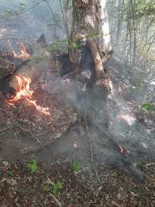 Incendiu de vegetaţie în Parcul Naţional Domogled, pe o suprafaţă de trei hectare - FOTO