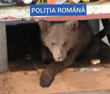UPDATE - Maramureş: Bărbat cercetat după ce în locuinţa sa s-au găsit peste 40 de kilograme de carne, cel mai probabil de vânat, o capcană şi un pui de urs/ Ministrul Mediului: Animalele sălbatice nu sunt animale de companie - FOTO, VIDEO
