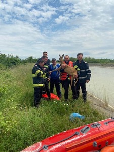 Neamţ: Căprioară care căzuse în canalul Bistriţa, salvată de pompieri cu o barcă - FOTO, VIDEO