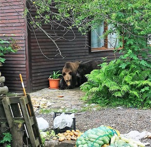 Braşov: Doi urşi care au intrat în curtea unei pensiuni din Săcele şi nu au putut fi alungaţi, tranchilizaţi şi duşi în pădure, la o distanţă de 10 kilometri - FOTO, VIDEO