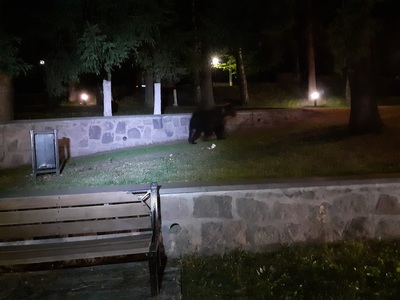 Harghita: Jandarmii, chemaţi să îndepărteze urşi de la uşa unui bloc, dintr-un parc şi dintr-o curte