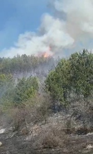 Buzău - Incendiul care a afectat aproximativ 500 de hectare de vegetaţie uscată şi 50 de hectare de pădure de pin, pe cale de a fi lichidat - VIDEO