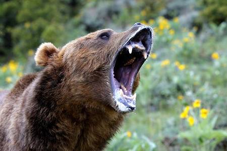 Harghita: Autorităţile au intervenit pentru alungarea unui urs din oraşul Bălan/ Animalul a intrat într-o casă nelocuită/ El a devenit agresiv, fiind împuşcat de vânători/ Ursul rănit a fost alungat în pădure 