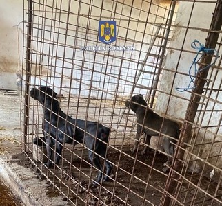 Sălaj - Percheziţii la persoane suspectate că făceau intervenţii chirurgicale ilegale pentru modificarea aspectului unor animale  