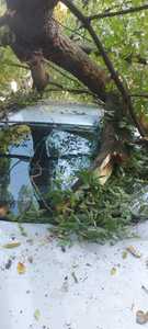Hunedoara: Un copac s-a prăbuşit şi a distrus trei maşini
