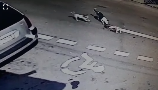 Galaţi: Şoferul care a călcat un căţel pe o stradă din oraş, identificat 