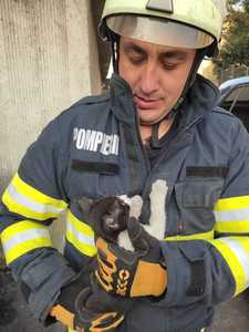 Râmnicu Vâlcea: Intervenţie a pompierilor pentru scoaterea unei pisici care a rămas blocată în compartimentul motor al unui autoturism - FOTO