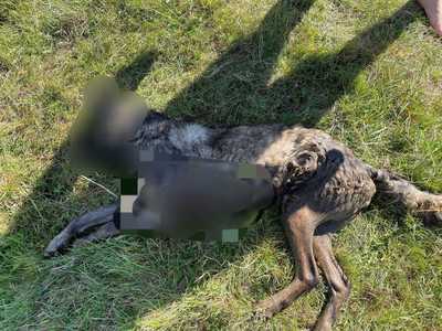 Galaţi: Bărbat plasat sub control judiciar după ce a înjunghiat doi câini / Animalele ar fi atacat şi rănit o oaie care-i aparţinea  