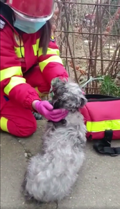 Constanţa: Câine salvat de pompieri în urma unui incendiu izbucnit într-un apartament/ Animalului i s-a făcut masaj cardiac şi i s-a administrat oxigen pentru a-şi reveni - VIDEO