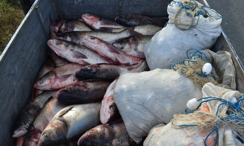 Peste 1.300 de metri plase monofilament cu 337 de kilograme de peşte au fost scoase de poliţiştii de frontieră din zona protejată a lacului Sinoe din Delta Dunării  
