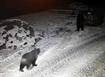 Trei urşi au escaladat gardul Grădinii Zoologice din Târgu Mureş şi au căutat în pubele - FOTO