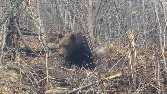 Prahova: Urs prins într-un gard, la Teşila
