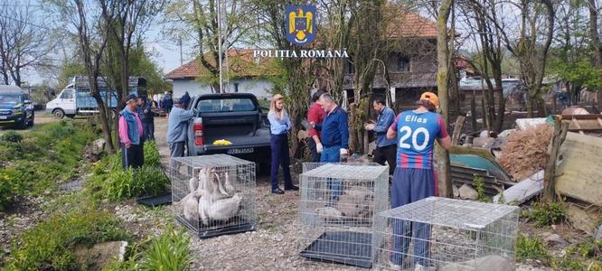 Zeci de animale şi păsări ţinute fără hrană, unele bolnave, salvate de autorităţi din curtea unui gorjean