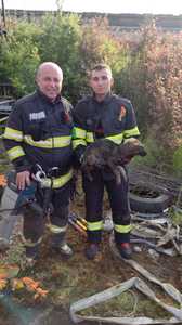 Timiş: Căţel căzut într-un canal de decantare, salvat şi adoptat de pompieri