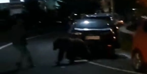 Urs filmat în apropierea unui local din comuna argeşeană Arefu. Animalul, la un pas de a ataca un om - VIDEO
