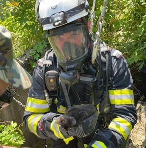 Caraş-Severin: Pisică salvată de pompieri, după ce a căzut într-o fântână adâncă de peste 15 metri - FOTO