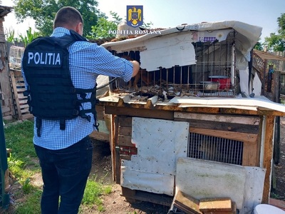 Hunedoara: Dosar penal pentru un bărbat care a omorât doi câini, a mutilat alţii şi a ţinut animalele în condiţii improprii - FOTO
