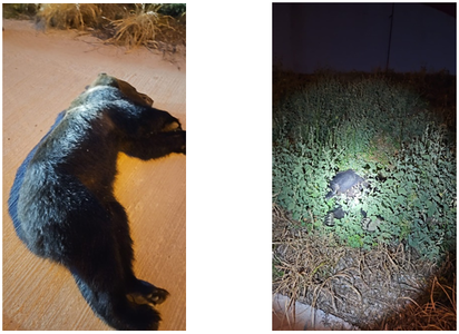 UPDATE - Ursul căutat de peste o lună în zona oraşului Ploieşti a fost prins / Primăria: Pe toată durata intervenţiei, ursul nu a avut de suferit, urmând a fi relocat, de îndată - FOTO