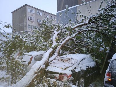 Copaci şi stâlpi de electricitate prăbuşiţi, în cinci localităţi din judeţul Giurgiu/ Cea mai afectată localitate  este municipiul Giurgiu - FOTO
