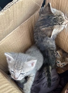 Trei pisicuţe salvate de pompierii din Drobeta Turnu Severin
