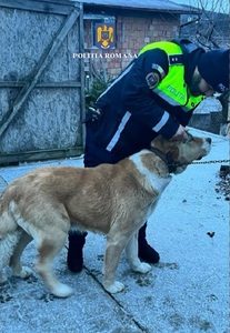 Mureş: Percheziţii într-un dosar penal de organizare de lupte între câini şi intervenţii chirurgicale neautorizate / Ordin de protecţie pentru doi câini / Amendă de 8.000 de lei pentru proprietarul acestora