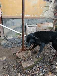 Hunedoara: Câine ţinut legat de o ţeavă metalică, cu un lanţ de numai 50 de centimetri, fără apă şi hrană / Dosar penal pe numele proprietarului