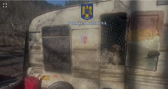 UPDATE - Hunedoara: Poliţiştii au găsit un adăpost de câini improvizat / 70 de animale au fost salvate, alte 20 au fugit în pădure / Un bărbat ţinea animalele în maşină şi într-o rulotă, dormind cu ele / Proprietarul, amendat  - VIDEO