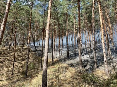 Incendiu într-o pădure de pin, pe aproximativ 20 de hectare, în judeţul Bacău / Focul se extinde repede, din cauza vântului / Terenul accidentat şi lipsa apei îngreunează interventia / Două aeronave intervin în zonă - FOTO
