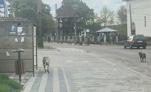 Botoşani: Stăpânul unui câine dintr-o rasă periculoasă, amendat de jandarmi cu 3.000 de lei după ce l-a lăsat liber şi fără botniţă în apropierea unui loc de joacă 
