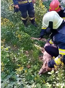 Neamţ: Pompierii au salvat o căprioară care se afla în albia unui râu / Aceasta a fost eliberată apoi într-o pădure - VIDEO