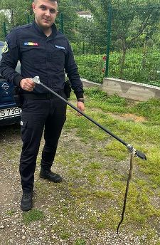 Caraş-Severin: Jandarmii au intervenit pentru îndepărtarea unui şarpe dintr-o maşină/ Într-o localitate din Constanţa, jandarmii au îndepărtat un şarpe din peretele unei case - FOTO
