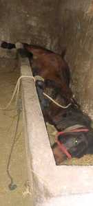 Neamţ: Misiune inedită de salvare a unui cal căzut într-o iesle betonată. Animalul a fost tranchilizat şi scos din locul unde era blocat - FOTO