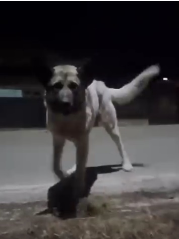 Cluj: Anchetă a Poliţiei, după ce o femeie a fost atacată de 11 câini de talie mare, pe o stradă din Huedin. Poliţia constată că administraţia locală „nu şi-ar fi îndeplinit obligaţiile legale referitoare la gestionarea câinilor fără stăpân”
