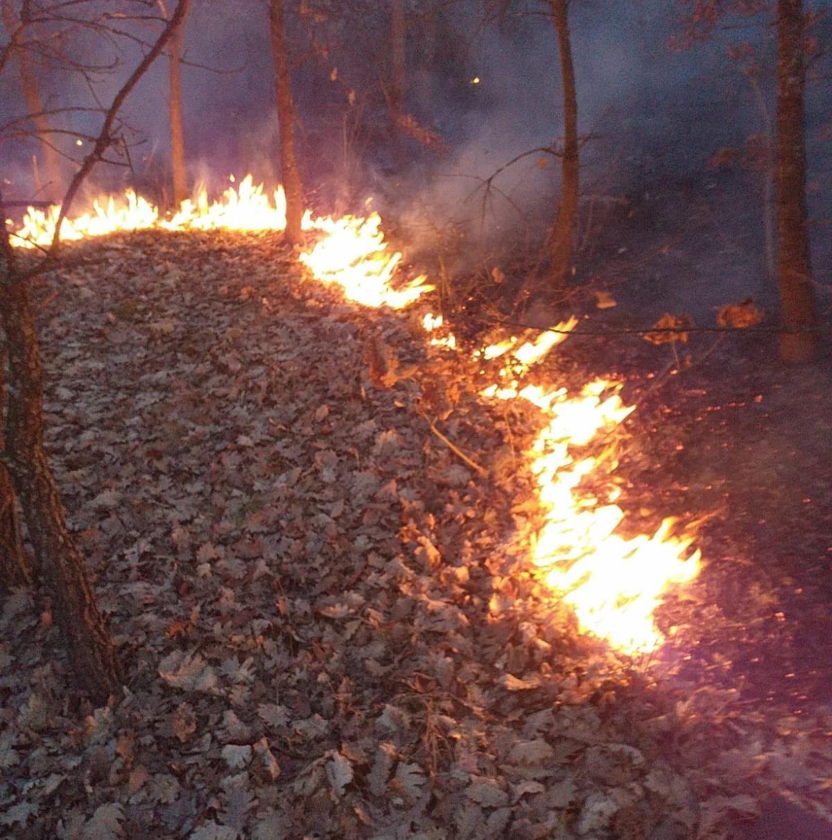Timiş: Aproape 700 de hectare de vegetaţie uscată au ars numai în această lună