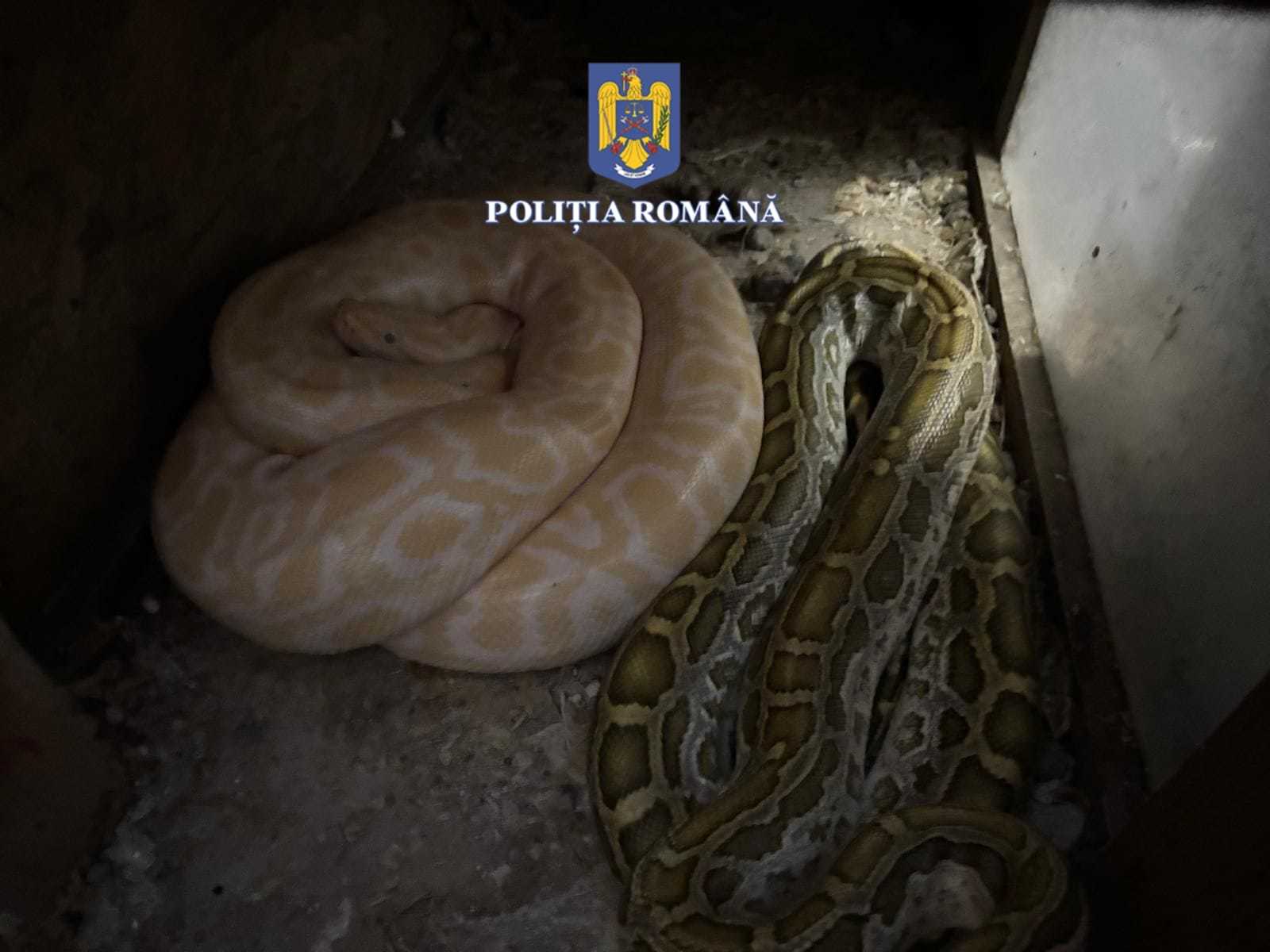 Percheziţie la locuinşa unui bărbat din Olt suspectat că deţinea ilegal şerpi, pe care-i hrănea cu animale vii / Şerpi, câini cu urechile cupate, pisici şi iepuri şi agame, găsite la bărbat – FOTO