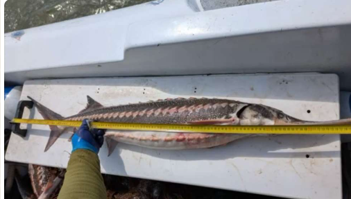 Şapte sturioni şi un rechin prinşi în plase în Marea Neagră au fost eliberaţi de poliţiştii de frontieră / Aceştia fac cercetări pentru braconaj piscicol – VIDEO