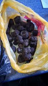 Suceava: Doi bărbaţi care au recoltat ilegal trufe, amendaţi/ La ei au fost găsite descoperite 2,6 kilograme de trufe