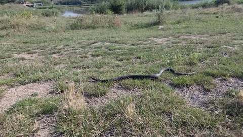 Un şarpe a fost observat pe plaja din Venus printre şezlonguri şi a fost necesară intervenţia jandarmilor - FOTO