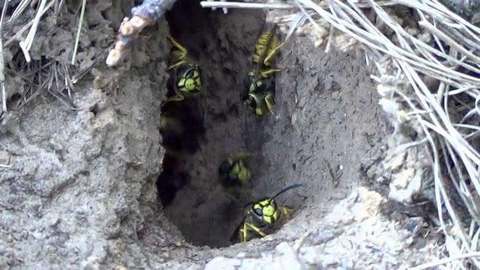 Cuiburi de viespi, observate pe traseele turistice din judeţul Bihor, Mai mulţi turişti au avut nevoie de asistenţă. Avertismente din partea salvamontiştilor - FOTO