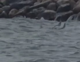 UPDATE - Fragment dintr-o posibilă dronă, observat în mare la Costineşti - VIDEO
