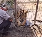 Dâmboviţa: Doi urşi, patru lei şi un tigru, ridicaţi de la grădina zoo ilegală de la Picior de Munte. Animalele ar fi fost aduse ilegal în ţară/ Localnicii spun că nu se simt în siguranţă, având în vedere condiţiile în care erau ţinute animalele - VIDEO