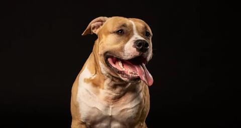 Teleorman: Copil de şase ani, muşcat de un pitbull scăpat din curtea în care era ţinut. Proprietarul câinelui a fost reţinut