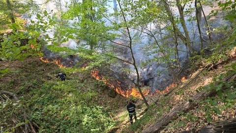 Incendiile din trei localităţi din Bihor au fost lichidate/ Pompierii bihoreni au intervenit pentru stingerea a nouă incendii de vegetaţie/ În timpul unei intervenţii, au salvat o broască ţestoasă găsită în apropierea focarelor - FOTO, VIDEO