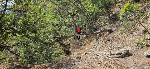 Mehedinţi: Persoană rătăcită în pădure, recuperată după o acţiune de căutare care a durat opt ore