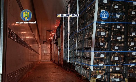 Grup infracţional organizat, specializat în contrabandă, destructurat. Cetăţeni români şi moldoveni introduceau în ţară ţigări în camioane cu fructe şi legume. Prejudiciul adus bugetului este de 11 milioane de euro