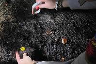 Ursoaică împuşcată de autorităţi, în parcarea unui hotel din Poiana Braşov/ Animalul a fost alungat în repetate rânduri, însă a revenit