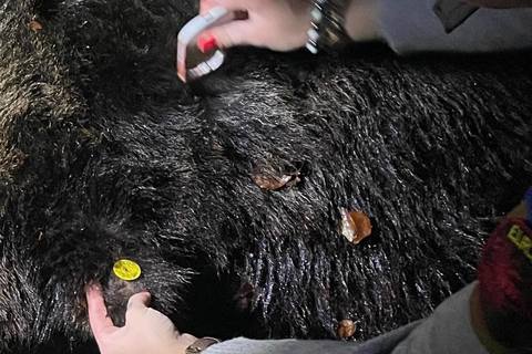 Ursoaică împuşcată de autorităţi, în parcarea unui hotel din Poiana Braşov/ Animalul a fost alungat în repetate rânduri, însă a revenit
