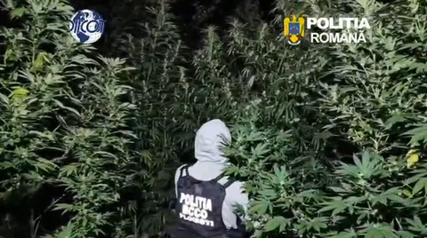 Doi traficanţi de droguri au infiinţat o cultură de canabis într-o pădure din apropiere de Crevedia, plantele crescând mai înalte decât un om / Cei doi, prinşi în flagrant în timp ce îngrijeau cultura